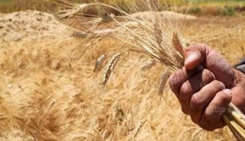 إلزام مزارعي القمح بالفيوم بتوريد 12 أردب للفدان ومنع بيع الباقي إلا بموافقة التموين