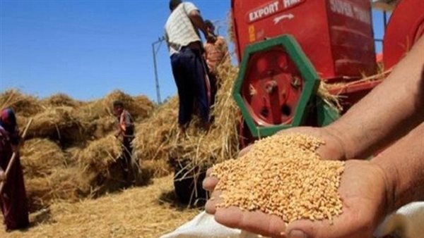 التموين: تجهيز 400 نقطة لاستلام الأقماح المحلية