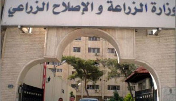 بسبب ارتفاع الدولار.. مصدر بالزراعة: توقعات بزيادة أسعار الخضروات والفاكهة من 10 لـ 15%