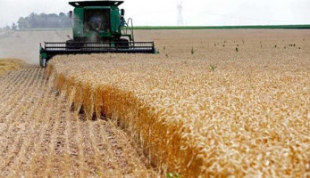 وفد مصرى يزور الهند خلال أيام لاستيراد القمح
