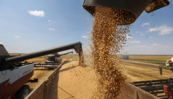 محافظ القليوبية: حصاد 30 فدانًا من القمح حتى الآن منذ انطلاق موسم الحصاد