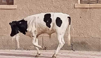 محافظة مطروح: مصادرة الأبقار ومساءلة أصحابها قانونًا إذا أطلقت في الشوارع | صور