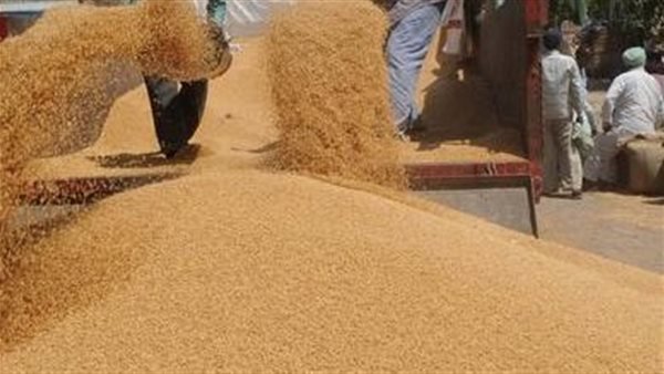 أكساد: زراعة 5 أصناف جديدة من القمح بمحافظات مصر
