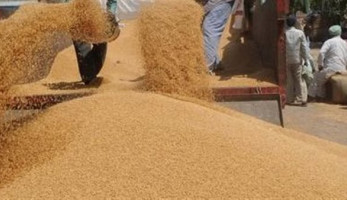 أكساد: زراعة 5 أصناف جديدة من القمح بمحافظات مصر