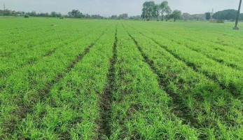 طلب إحاطة للتوسع في زراعة المحاصيل الإستراتيجية لتقليل فاتورة الاستيراد