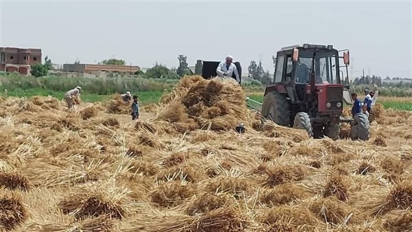 الزراعة: نستهدف زيادة الإنتاج من القمح بنحو 10 ملايين طن