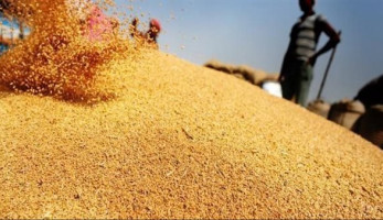موقف «البترول» من اتفاقية الهند بشأن مقايضة صادرات القمح.. مصدر يوضح