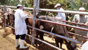 طلب إحاطة بـ«النواب» يطالب بالتحرك لوقف انتشار «الحمي القلاعية» بين الماشية