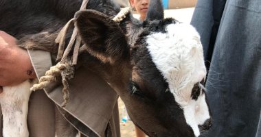 بيطري الغربية: نفوق العجل المصاب بعيب خلقي "3 عيون وفكين"