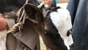 بيطري الغربية: نفوق العجل المصاب بعيب خلقي "3 عيون وفكين"