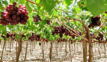تنفيذًا للإتفاقية الدولية لحماية الأصناف النباتية.. أول حكم لإزالة 9 الآف شجرة عنب (تفاصيل)