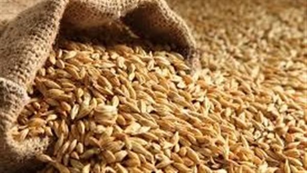 انخفاض أسعار القمح الروسي مع خفض ضريبة التصدير