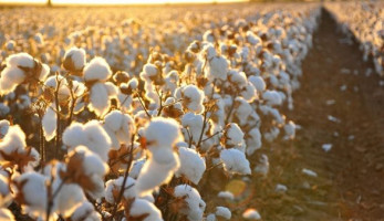 الزراعة: 45% زيادة في مساحة زراعة القطن بمصر خلال الموسم الحالي