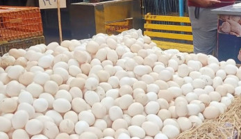 منتجو الدواجن: طرح البيض بـ65 جنيهًا فى المجمعات الاستهلاكية