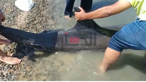 إنقاذ دولفين بمعهد علوم البحار بالغردقة.. والطبيب المعالج: «عضت سمكة قرش»