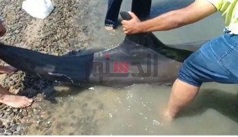 إنقاذ دولفين بمعهد علوم البحار بالغردقة.. والطبيب المعالج: «عضت سمكة قرش»