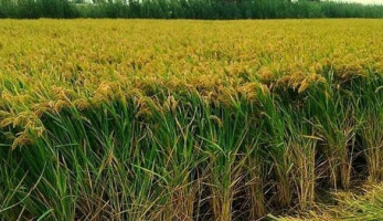 الزراعة: محصول الأرز الجديد أنهى الاحتكار.. وانخفاض الأسعار قريبًا