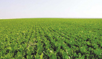 نائب يطالب بزيادة دور الجهات البحثية في إدارة المياه لدعم القطاع الزراعي