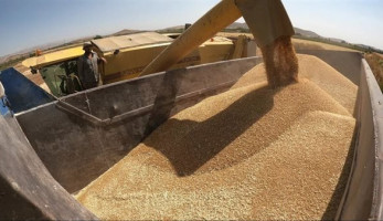 بعد انتهاء حظر تصدير القمح والأرز والفول في مصر.. مصادر: الحكومة تتجه لعدم تجديد القرار