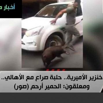 خنزير الأميرية.. حلبة صراع مع الجمهور