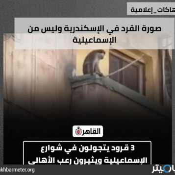 ثلاثة قردة تجوب شوارع الإسماعيلية