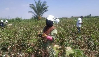 إلغاء مزادين للقطن لانخفاض السعر فى الشرقية والفيوم