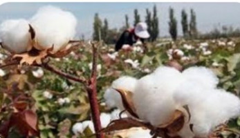 إلغاء مزاد للمرة الثانية.. تطبيق منظومة تداول القطن الجديدة في مصر