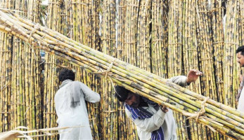 تحرك برلماني لرفع سعر توريد طن قصب السكر