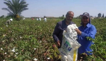 طلب إحاطة لوزير الزراعة حول تدنى أسعار محصول القطن هذا العام