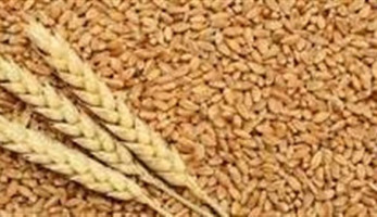 وصول 17 ألف طن قمح إلى ميناء دمياط