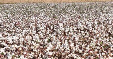 التوسع في زراعة الأقطان قصيرة التيلة شرق العوينات.. الموسم الجديد