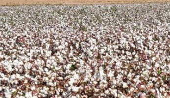 التوسع في زراعة الأقطان قصيرة التيلة شرق العوينات.. الموسم الجديد