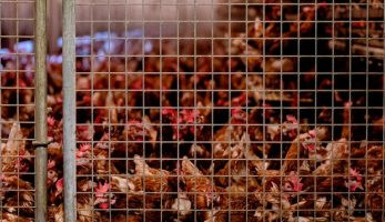 تعرف على تفاصيل مشروع إنتاج الدجاج البياض بوزارة الزراعة