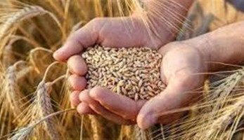الزراعة: سعر توريد القمح لن يقل عن 1200 جنيه هذا الموسم
