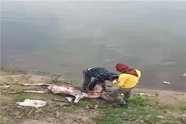 ضبط عاطلين سلخا حمارا لسرقة جلده بالشرقية