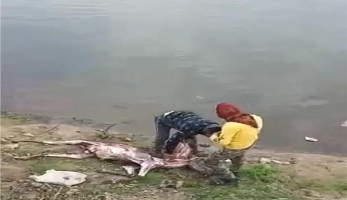 ضبط عاطلين سلخا حمارا لسرقة جلده بالشرقية