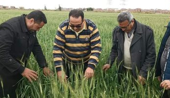 زراعة دمياط تعلن 1000 فدان زيادة مساحات زراعة القمح عن العام الماضى