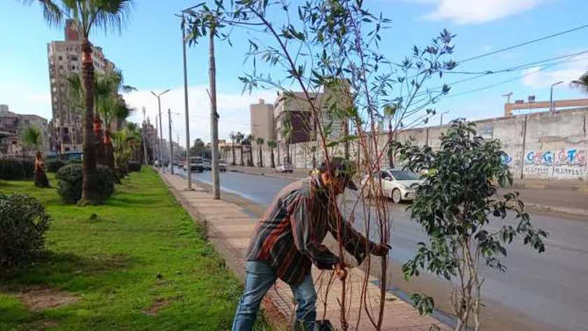 «التنمية المحلية»: زراعة مليون و44 ألف شجرة في 10 محافظات خلال 3 أسابيع