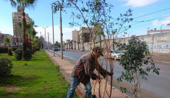 «التنمية المحلية»: زراعة مليون و44 ألف شجرة في 10 محافظات خلال 3 أسابيع