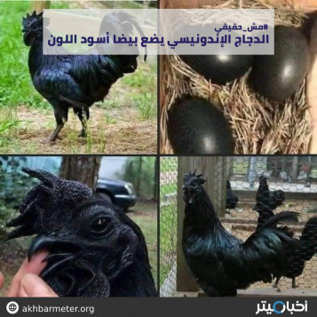 الدجاج الإندونسيس يضع بيضا أسود اللون