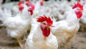 رغم انخفاضها.. غرفة الدواجن تكشف مفاجأة: سعر الفراخ مش حقيقي