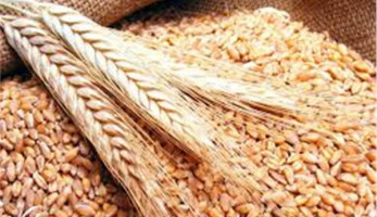 التموين: إعادة النظر في الانسحاب من اتفاقية الحبوب في حالة وجود عائد لأكبر مستورد