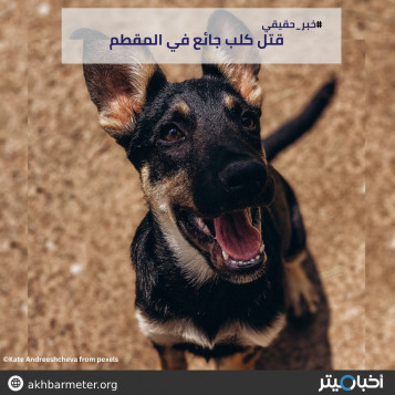 قتل كلب جائع في المقطم