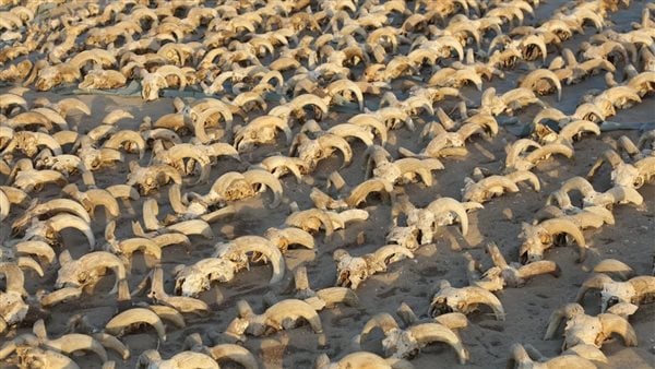أين توضع الـ 2000 رأس كبش المحنط بعد اكتشافها في سوهاج؟.. مصدر يجيب