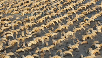 أين توضع الـ 2000 رأس كبش المحنط بعد اكتشافها في سوهاج؟.. مصدر يجيب