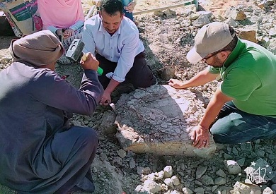 عاصرت الديناصورات.. كشف تفاصيل العثور على سلحفاة نهرية عمرها أكثر من 70 مليون سنة بالخارجة