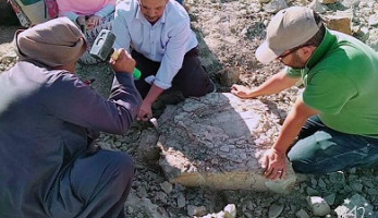 عاصرت الديناصورات.. كشف تفاصيل العثور على سلحفاة نهرية عمرها أكثر من 70 مليون سنة بالخارجة
