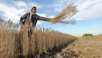 مصدر: انخفاض مساحات زراعة القمح للموسم الحالي 450 ألف فدان عن العام الماضي