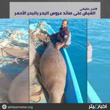القبض على صائد عروس البحر بالبحر الأحمر