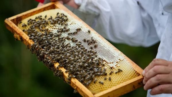 الزراعة: استئناف تصدير النحل المصري إلى السعودية